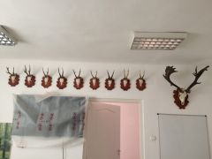 IMG_1569.JPG
