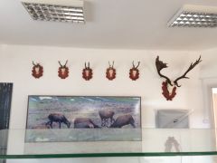 IMG_1577.JPG